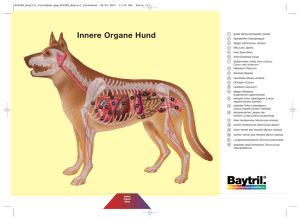 Innere Organe Hund