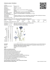 Centaurea cyanus / Kornblume