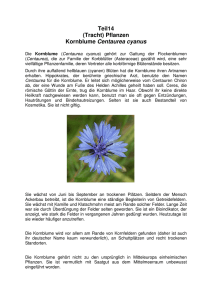 Teil14 (Tracht) Pflanzen Kornblume Centaurea cyanus