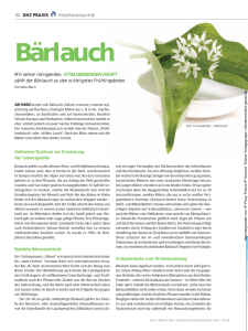 Bärlauch – Allium ursinum - Freiburger Heilpflanzenschule