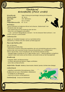Steckbrief Grünspecht (Picus viridis) - naju