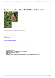 Eupatorium cannabinum `Plenum` (Gefülltblühender Wasserdost )