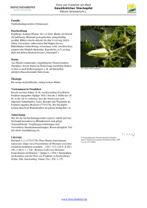 Datura stramonium L. Gew  nlicher Stechapfel
