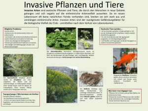Invasive Pflanzen und Tiere