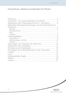 Fokusthema "Moderne Antibiotika für Pferde"