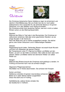 Christrose - Aareblumen