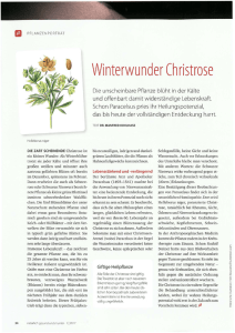 Winterwunder Christrose