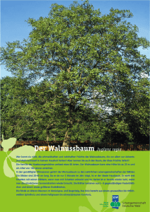 Walnuss - Schutzgemeinschaft Deutscher Wald