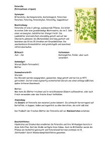 Petersilie (Petroselinum crispum) Synonyme: Bittersilche
