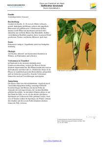 Arum maculatum L. Gefleckter Aronstab