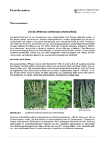 Beifuß-Ambrosie (Ambrosia artemisiifolia) Fachinformation