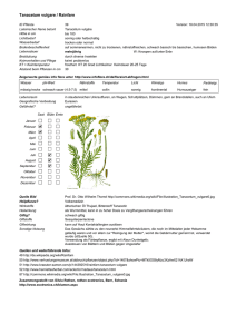 Tanacetum vulgare / Rainfarn