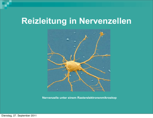 Reizleitung in Nervenzellen