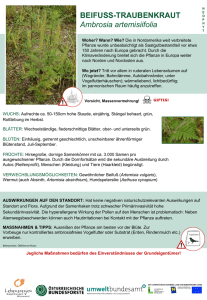 BEIFUSS-TRAUBENKRAUT Ambrosia artemisiifolia