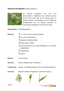 Juni 09 Gemeine Schafgarbe (Achillea millefolium) Die Gemeine