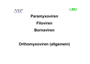 Paramyxoviren Filoviren Bornaviren Orthomyxoviren (allgemein)