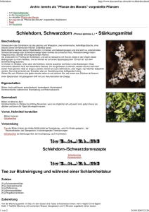 Schlehdorn, Schwarzdorn (Prunus spinosa L.)