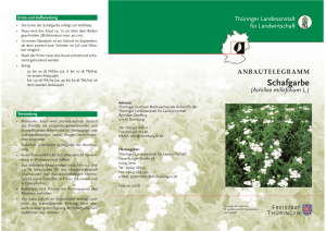 Anbautelegramm - Schafgarbe (Achillea millefolium L.)