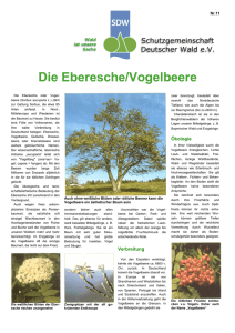 Eberesche - Schutzgemeinschaft Deutscher Wald