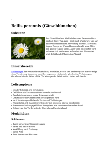 Bellis perennis (Gänseblümchen)