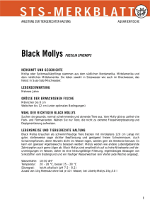 Black Mollys - Schweizer Tierschutz STS