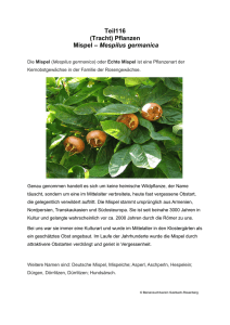 Teil116 (Tracht) Pflanzen Mispel – Mespilus germanica