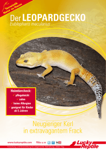 Starter Kit Leopardgecko - Hoch-Rep