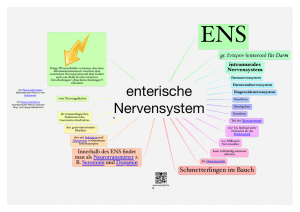 enterische Nervensystem