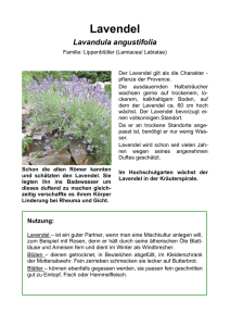 Lavendel - PH Karlsruhe