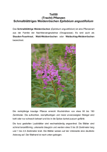 Teil50 (Tracht) Pflanzen Schmalblättriges Weidenröschen Epilobium