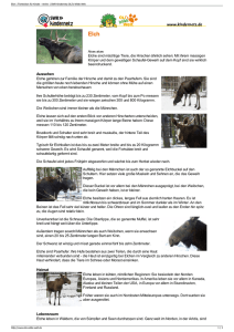 Elch | Tierlexikon für Kinder - Archiv | SWR Kindernetz OLI`s Wilde Welt