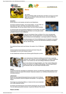 Biene | Tierlexikon für Kinder - Archiv | SWR Kindernetz OLI`s Wilde