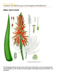 Aloe vera Linné - Museum für Verhütung und