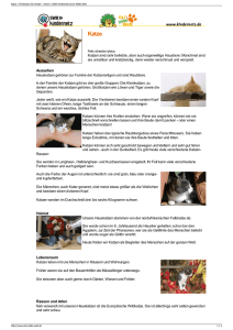 Katze | Tierlexikon für Kinder - Archiv | SWR Kindernetz OLI`s Wilde