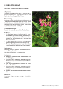 DRÜSEN-SPRINGKRAUT Impatiens glandulifera – Balsaminaceae