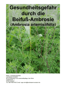 •    Gemeiner Beifuß (Artemisia vulgaris):