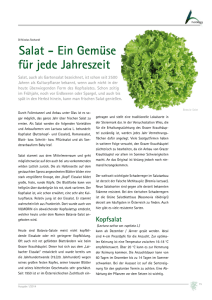 Salat - Ein Gemüse für jede Jahreszeit