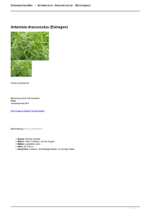 Sonnenstauden : Artemisia dracunculus (Estragon) - Cottage