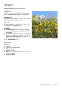 TOPINAMBUR Helianthus tuberosus – Asteraceae