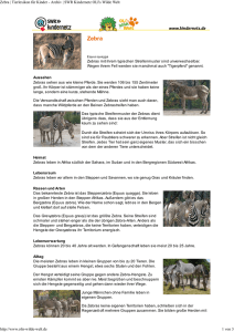 Zebra | Tierlexikon für Kinder - Archiv | SWR Kindernetz OLI`s Wilde