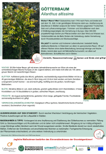 GÖTTERBAUM Ailanthus altissima - Österreichische Bundesforste AG