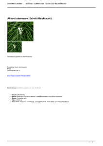 Sonnenstauden : Allium tuberosum (Schnitt