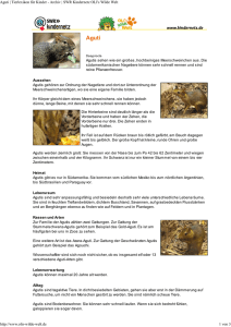 Aguti | Tierlexikon für Kinder - Archiv | SWR Kindernetz OLI`s Wilde