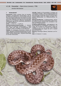 4.3.26 Kreuzotter – Vipera berus (Linnaeus, 1758)