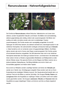 Ranunculaceae - Hahnenfußgewächse