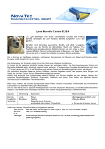 Lyme Borrelia-canine