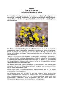 Teil28 (Tracht) Pflanzen Huflattich Tussilago fafara