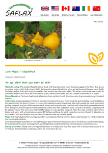 Love Apple / Nipplefruit Solanum mammosum An egg plant that you