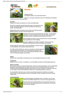 Maikäfer PDF OLIs Tierlexikon
