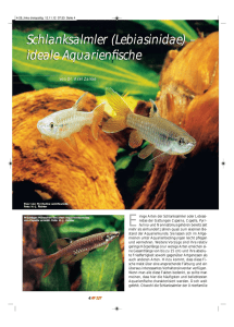 Schlanksalmler (Lebiasinidae) – ideale Aquarienfische